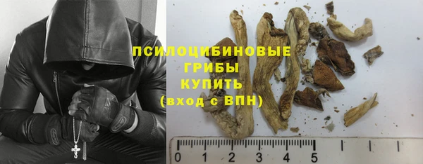 прущие грибы Карпинск